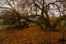 Родник у Раздорских склонов между Каныгиным и Раздорской