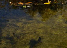 Осень на Сухом Донце