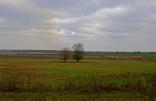 Два дерева у хутора Каныгин