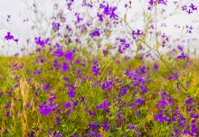 Июльский узор - живкость полевая. Лечебный, ядовитый, красивый, медоносный сорняк.