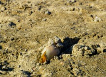 Донские моллюски беззубка и перловица