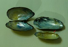 Донские моллюски беззубка и перловица