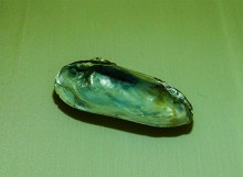 Донские моллюски беззубка и перловица