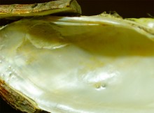 Донские моллюски беззубка и перловица