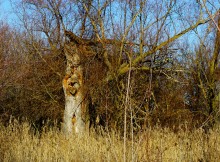 Старый тополь в хуторе Шмат