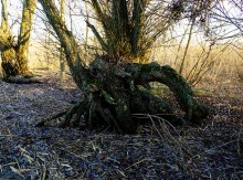 Старая ива у хутора Усть-Койсуг