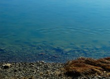 Чайки на льду