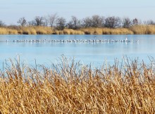 Чайки на льду