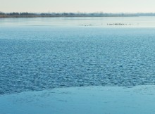 Чайки на льду