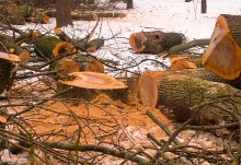 Спиленые стволы