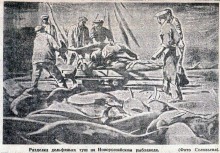 Убийство дельфинов