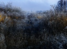 Декабрьский иней в старом саду