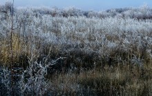 Декабрьский иней в старом саду