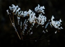 Декабрьский иней в старом саду