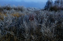 Декабрьский иней в старом саду