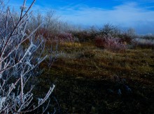 Декабрьский иней в старом саду
