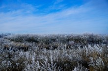 Декабрьский иней в старом саду
