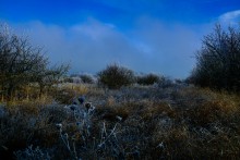 Декабрьский иней в старом саду