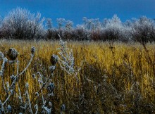 Декабрьский иней в старом саду
