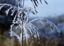 Декабрьский иней в старом саду