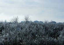 Декабрьский иней в старом саду