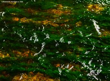 Подводная жизнь январского Тузлова