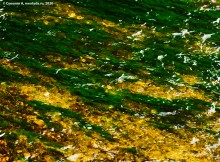 Подводная жизнь январского Тузлова