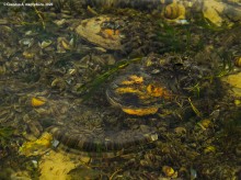 Подводная жизнь январского Тузлова