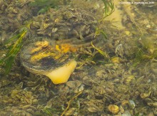 Подводная жизнь январского Тузлова