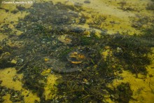 Подводная жизнь январского Тузлова