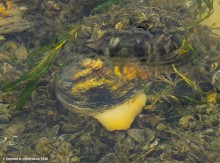 Подводная жизнь январского Тузлова