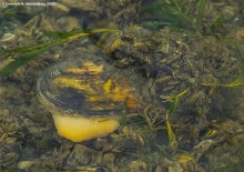 Подводная жизнь январского Тузлова