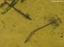 Подводная жизнь январского Тузлова