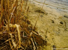 Подводная жизнь январского Тузлова