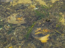 Подводная жизнь январского Тузлова