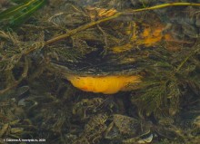 Подводная жизнь январского Тузлова