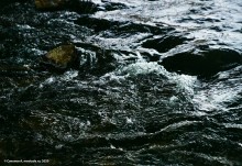 Подводная жизнь январского Тузлова