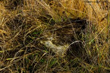 Взрыв порохового погреба в Черкасском городке в 1744 г.