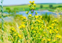 Зверобой, лекарственные растения Дона