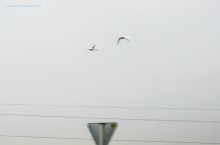 Лебеди прилетели 23 февраля