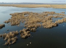 Птицы Монастырского озера