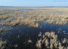 Птицы Монастырского озера