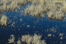 Птицы Монастырского озера