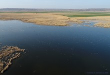 Птицы Монастырского озера