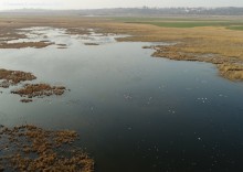 Птицы Монастырского озера