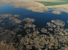 Птицы Монастырского озера