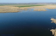 Птицы Монастырского озера