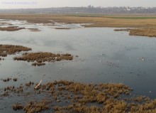 Птицы Монастырского озера