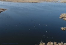 Птицы Монастырского озера