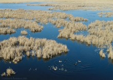 Птицы Монастырского озера